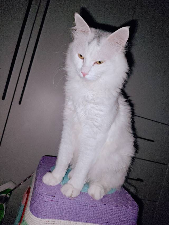 江苏省淮安市淮安区万达附近接猫寄养，喂猫，铲猫砂等等，我自己养了好多只猫，现在家中还有*只，其余的都被领养或在老家