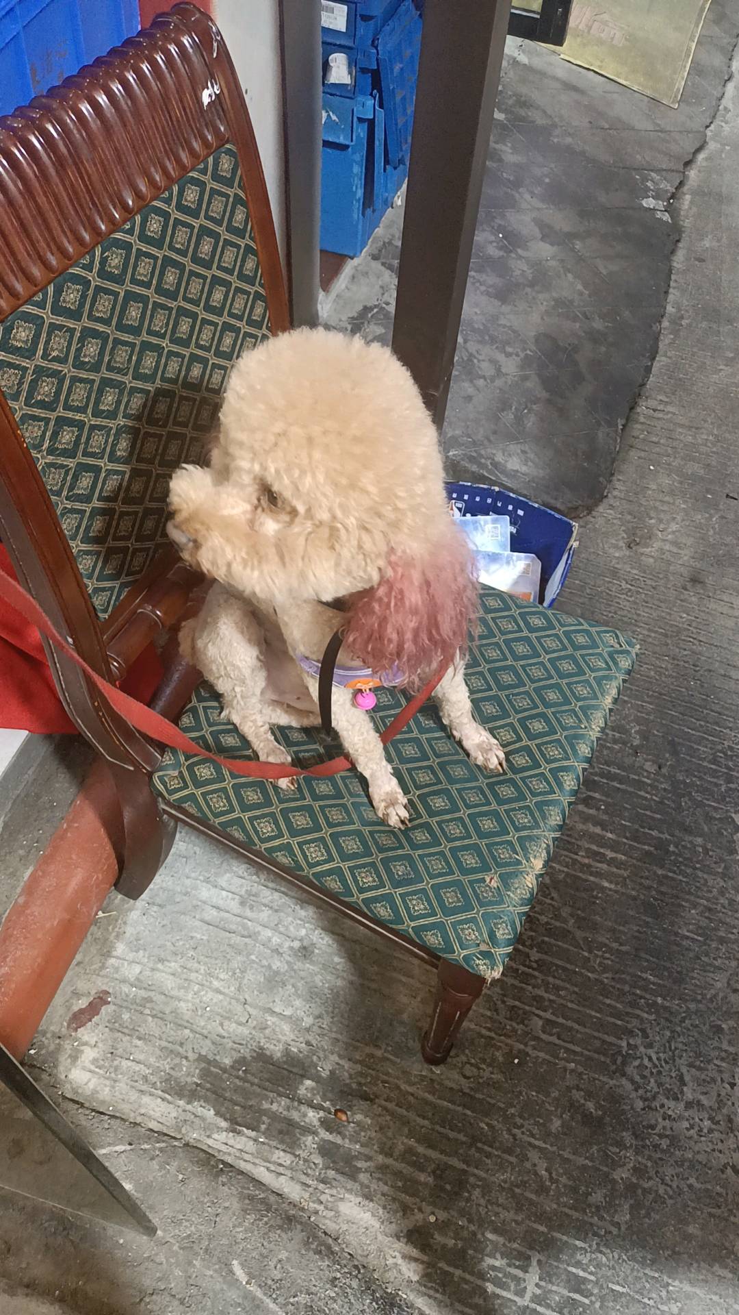 狗狗（吉娃娃）