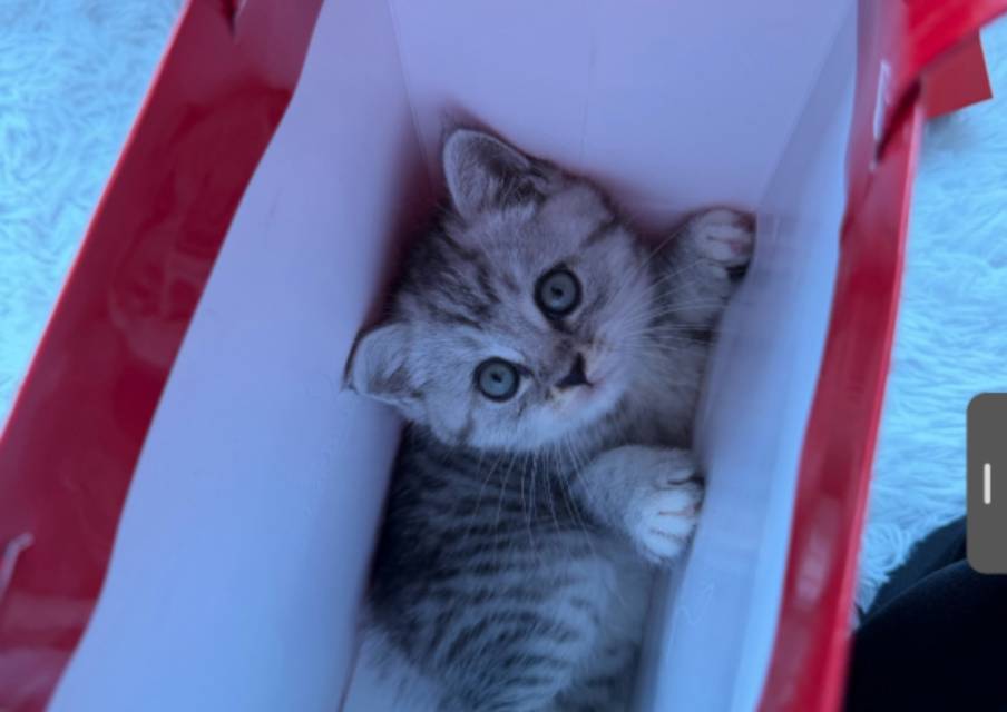 养宠帮宠物托运的怎么免费领取？