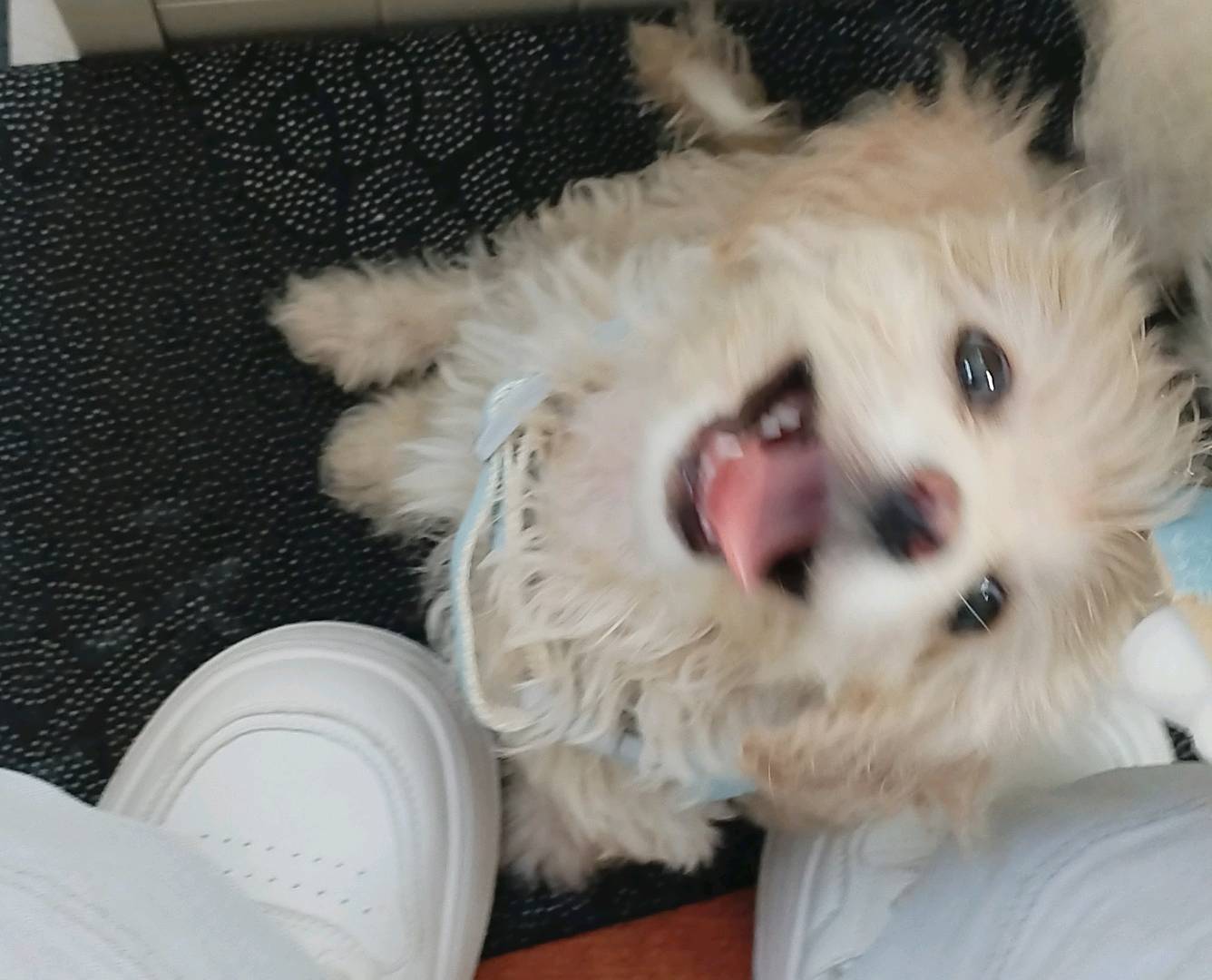 狗狗比熊犬