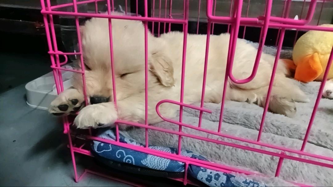 狗狗金毛犬