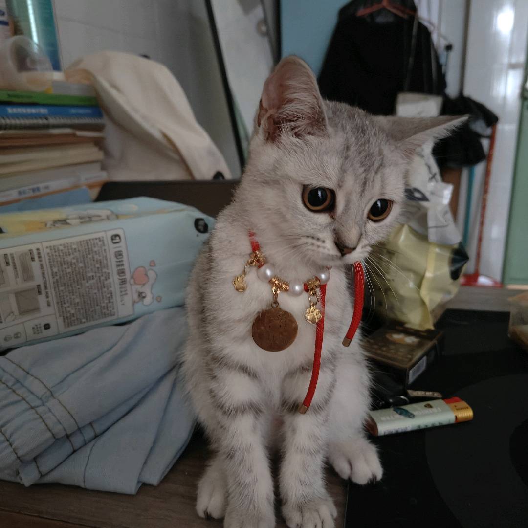 猫猫萌宠档案