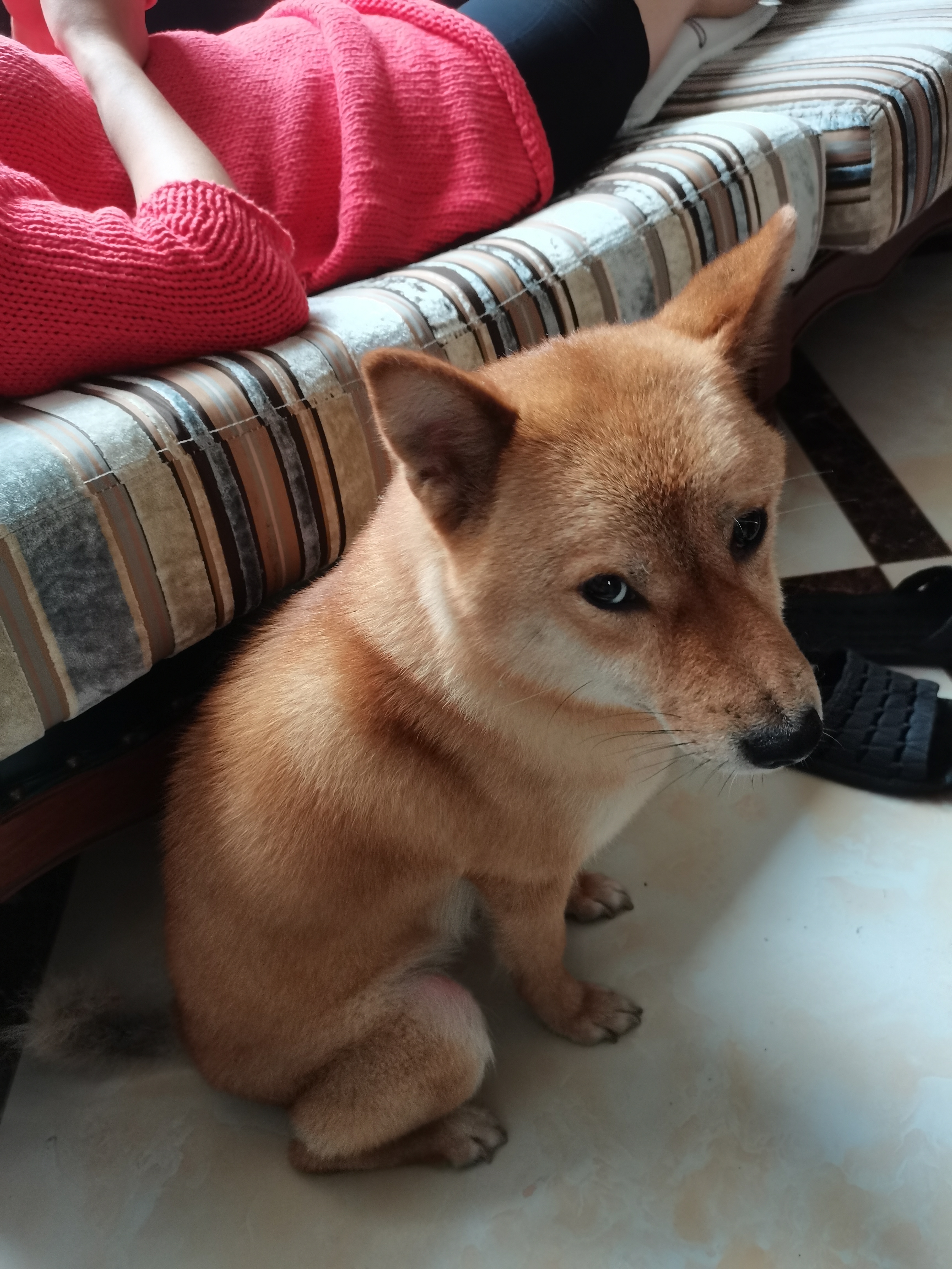 中型犬寄养,狗狗寄养,上海家庭式宠物寄养