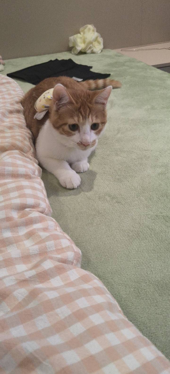 免费领养有没有人要，需上门自取