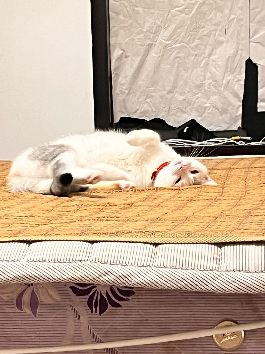 接宠物寄养，限制只接猫猫寄养