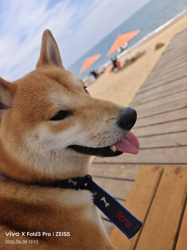 狗狗萌宠档案