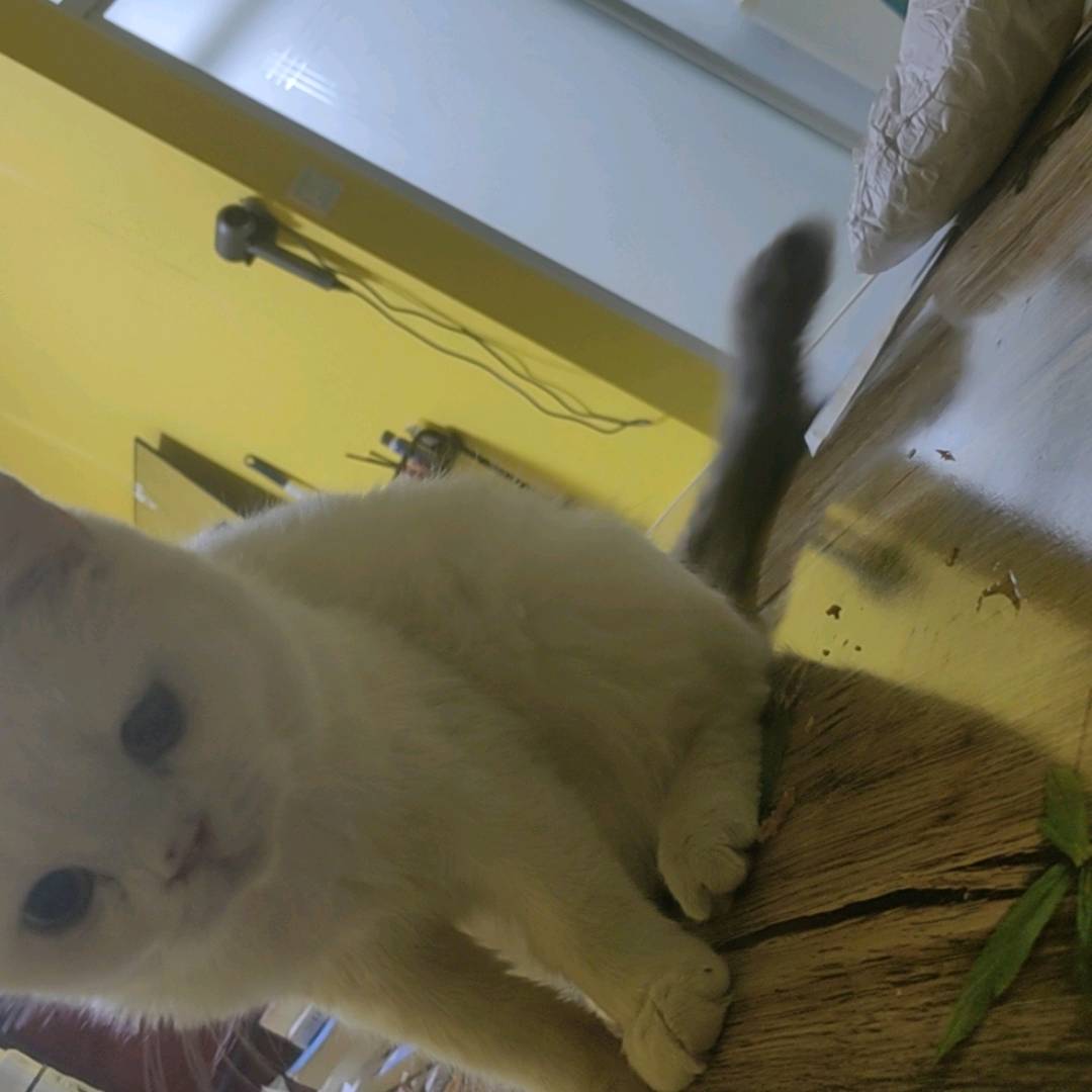 猫猫英国短毛猫