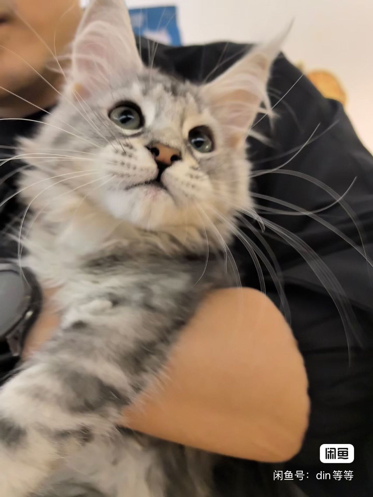 猫猫缅因猫