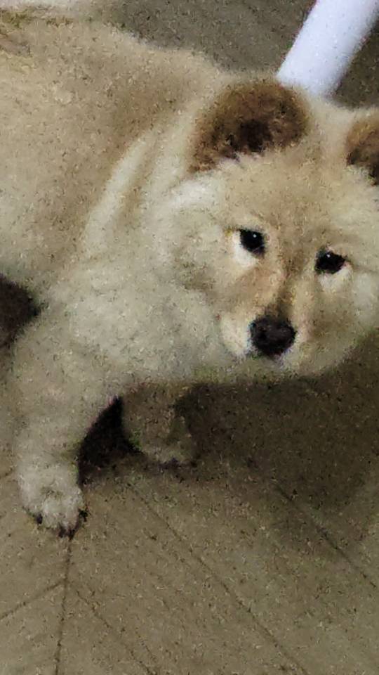 狗狗其它
