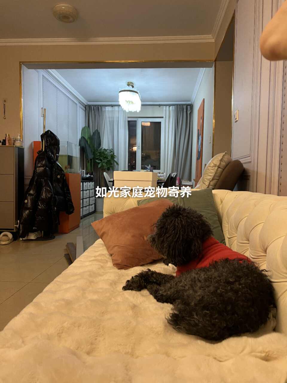宠物寄养、上门喂养（大兴机场附近。免费上门接送）
本人从小喜欢宠物，也养过猫狗，喂过流浪狗，
也在考宠物美容师证。家里目前一只橘色流浪猫，一只白色泰迪，
⭐️家
