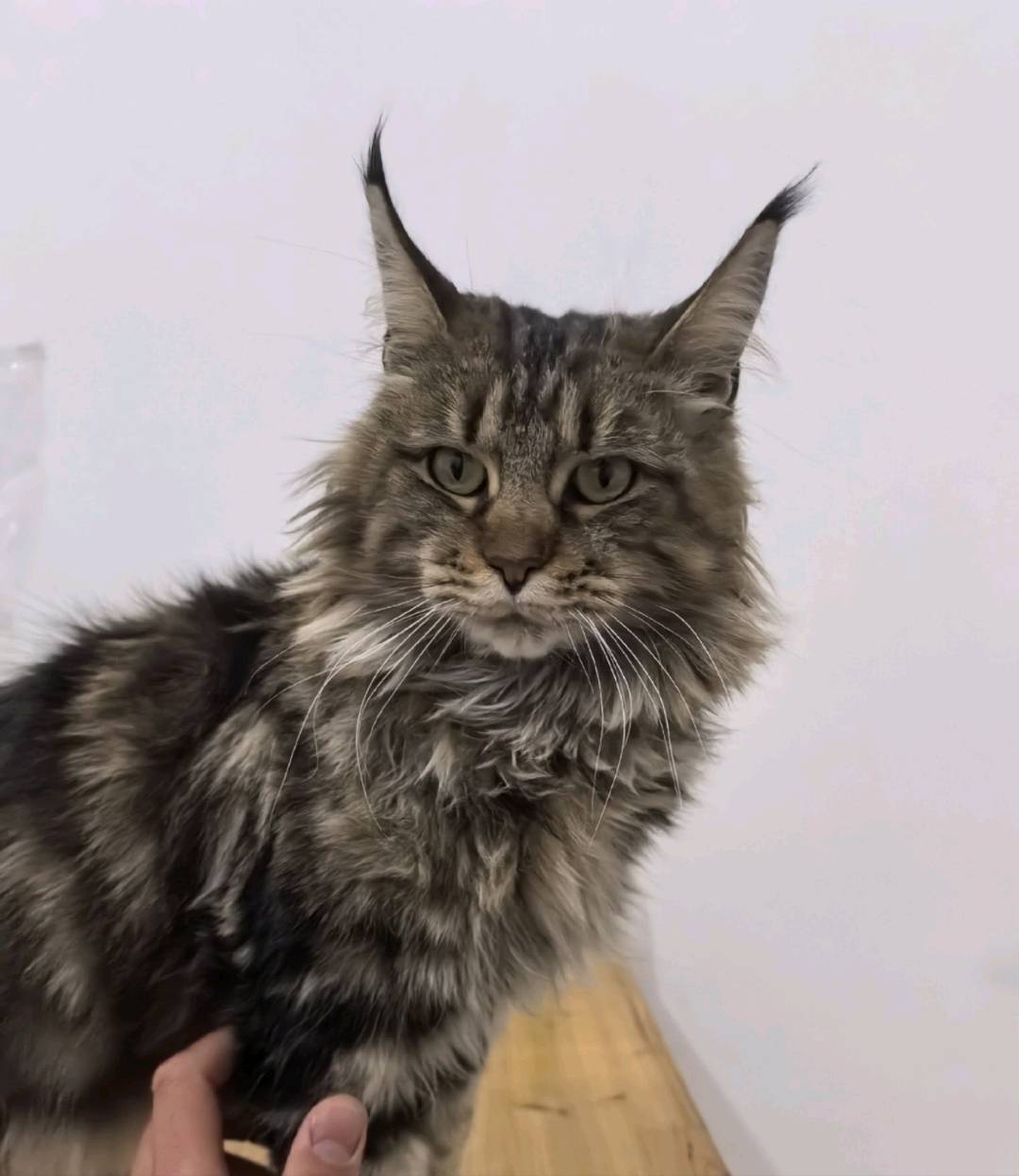 猫猫缅甸猫