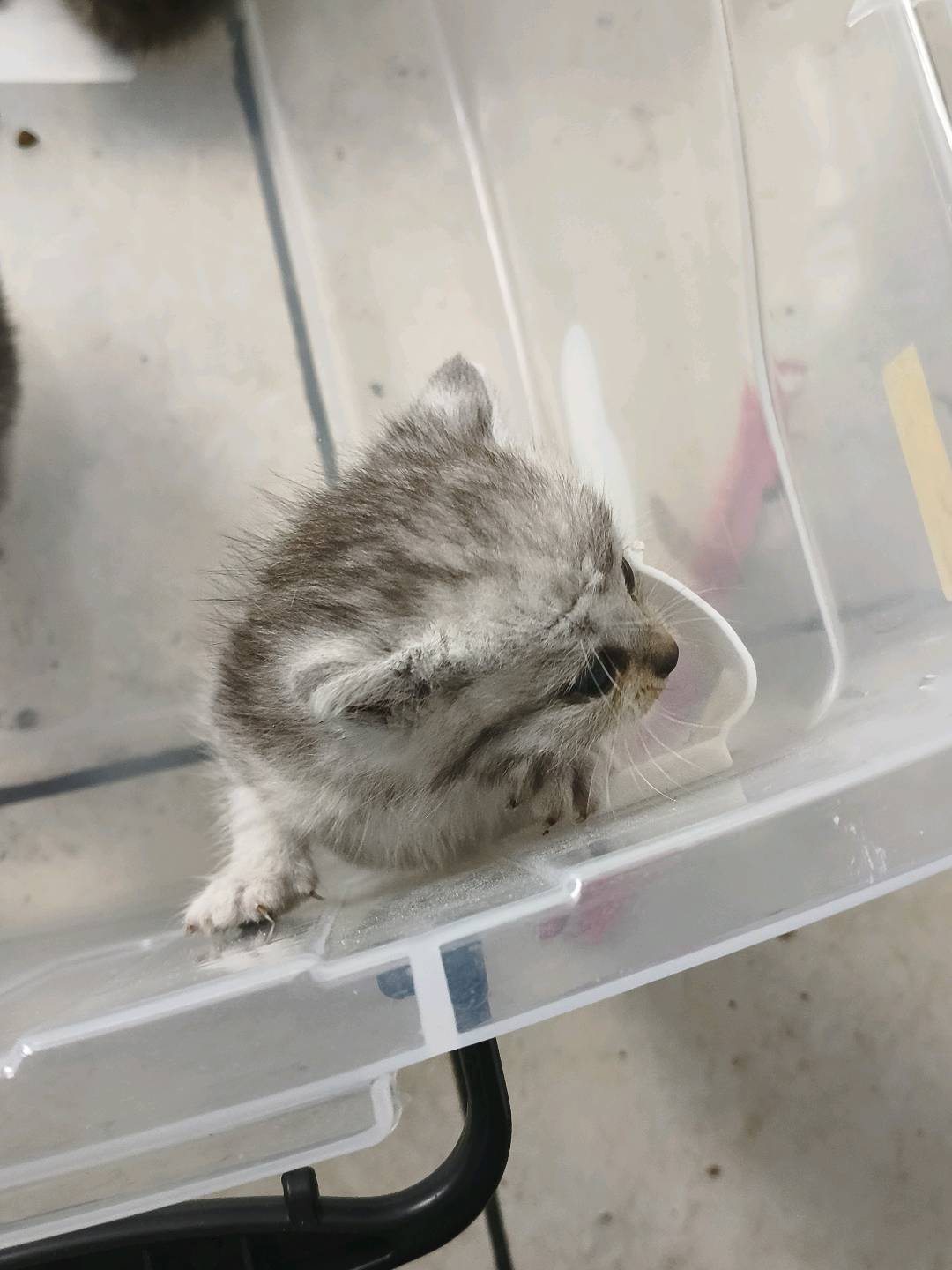猫猫缅甸猫