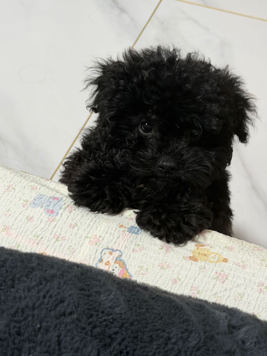 狗狗泰迪犬