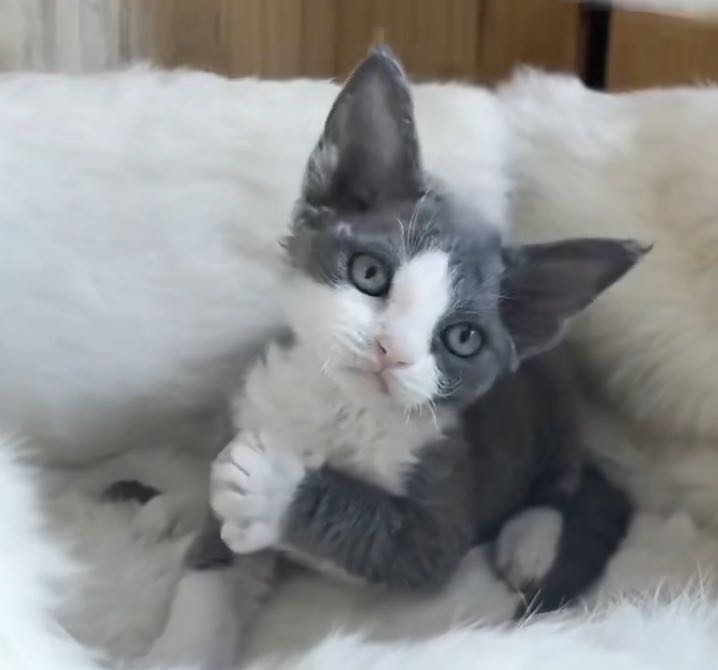 猫猫德文卷毛猫