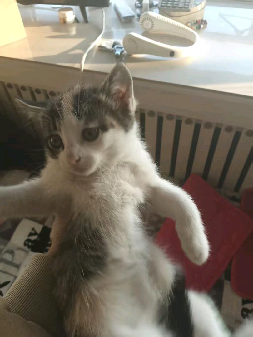 一个多月的小猫崽 希望找一个对她好 不弃养的主人