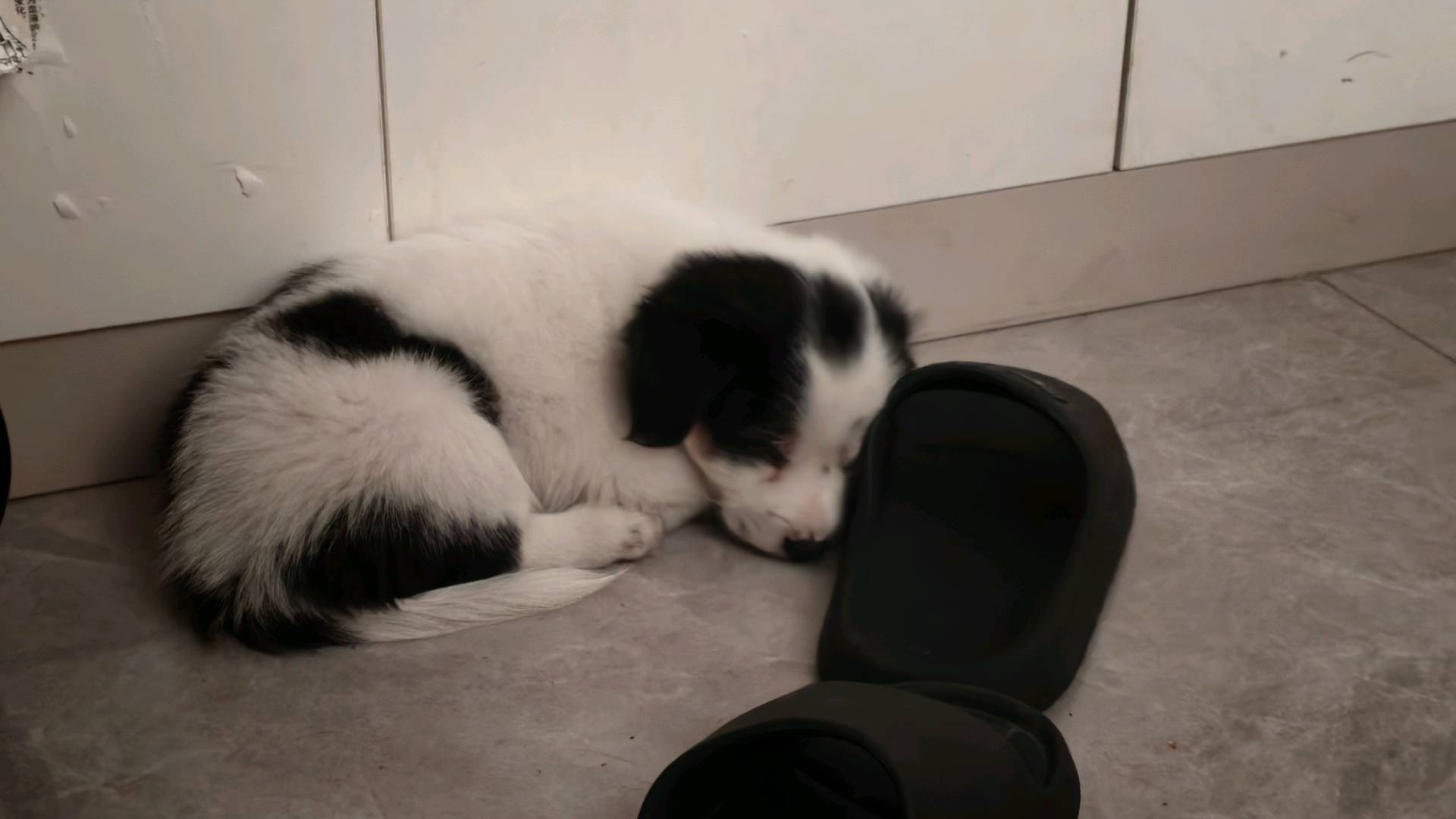狗狗萌宠档案