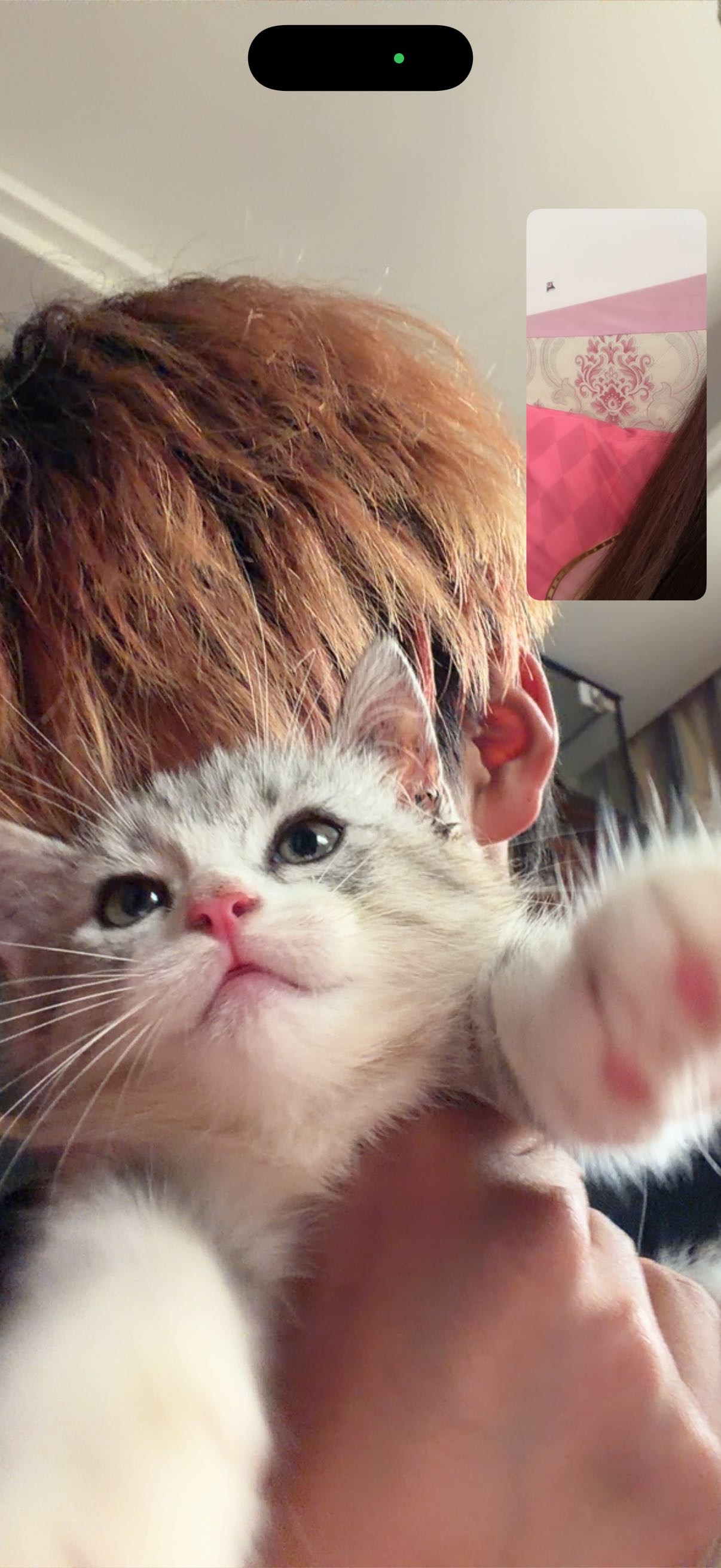 猫猫萌宠档案
