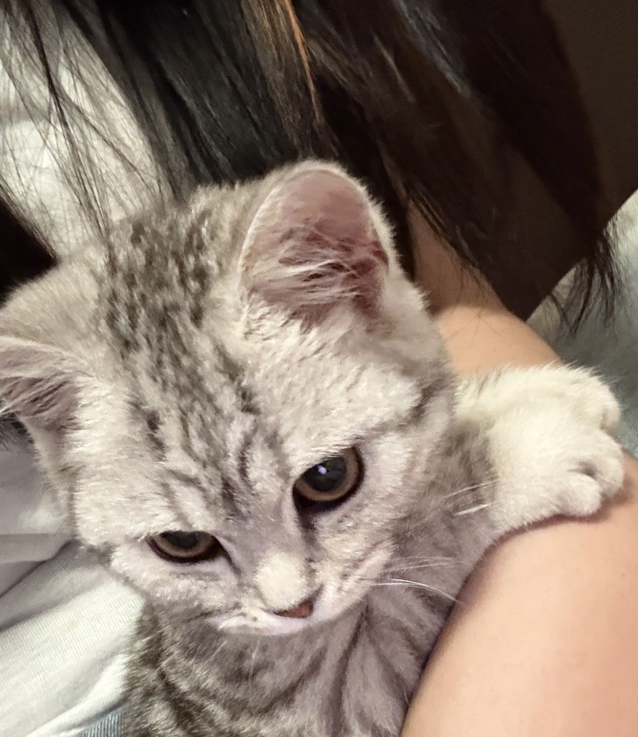 猫猫其它