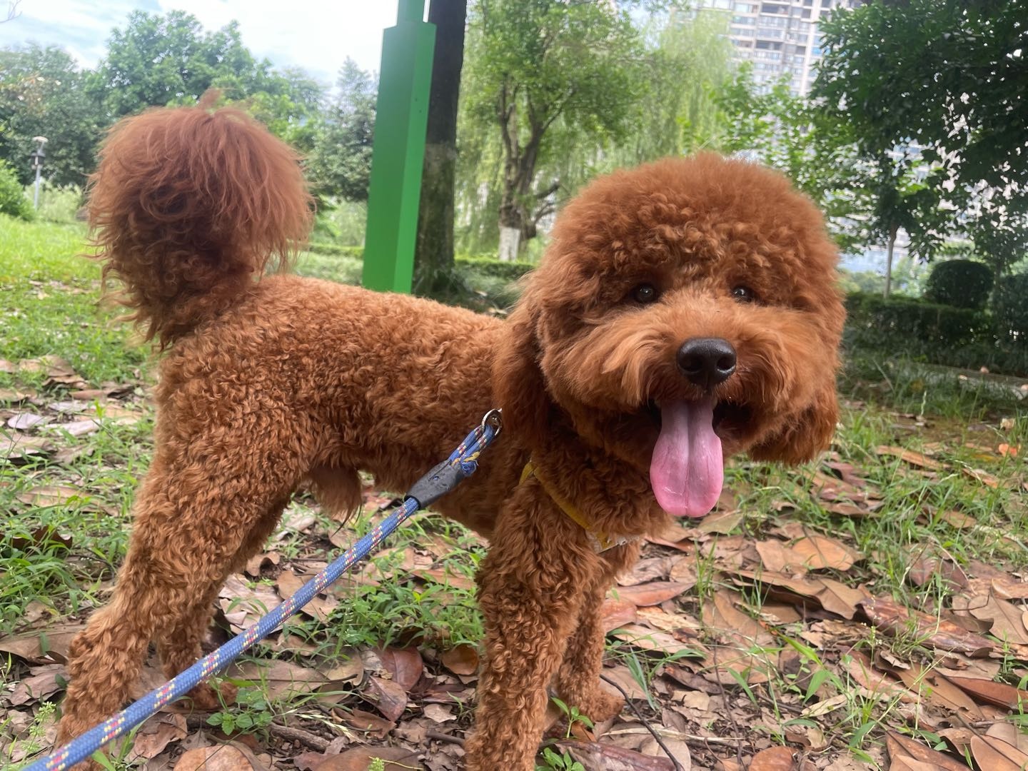 狗狗萌宠档案