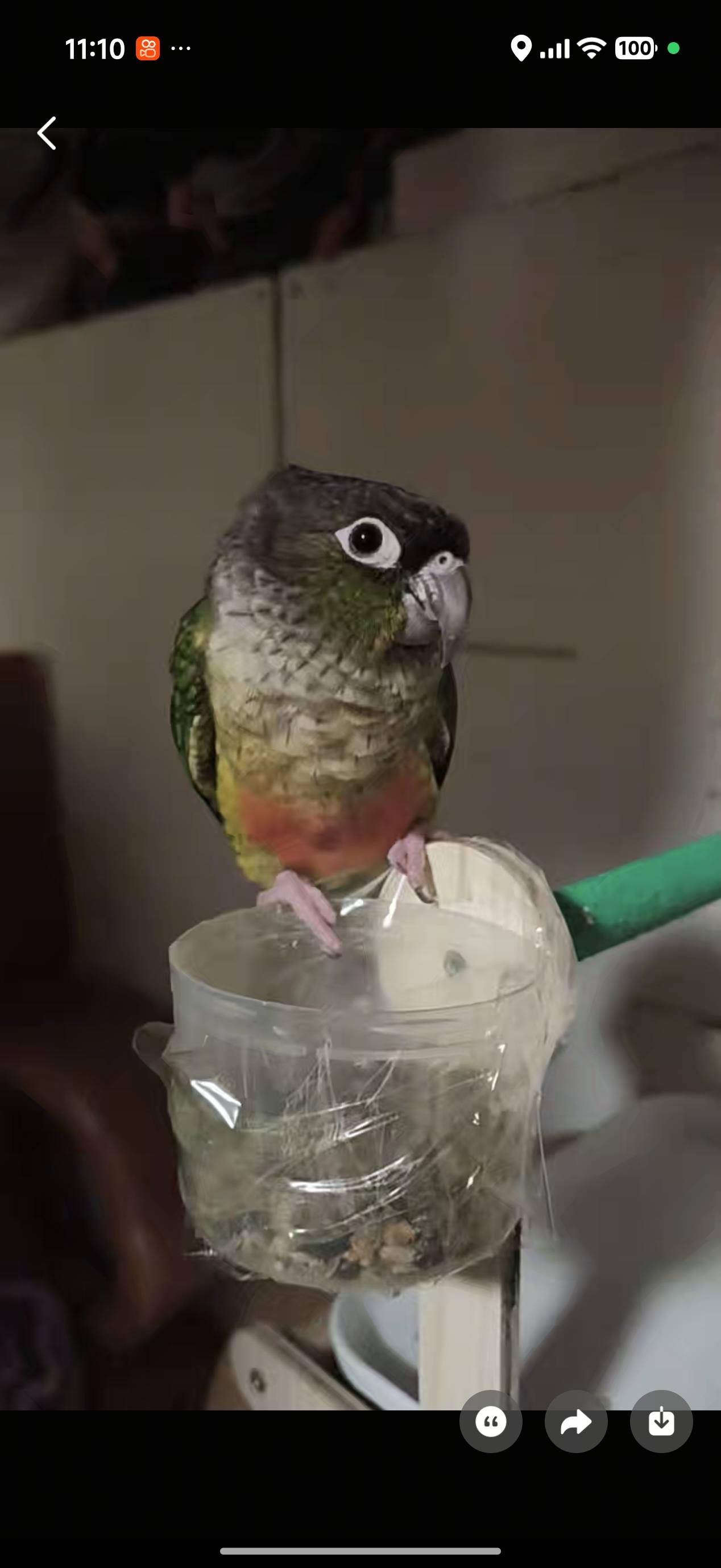 观赏鸟萌宠档案