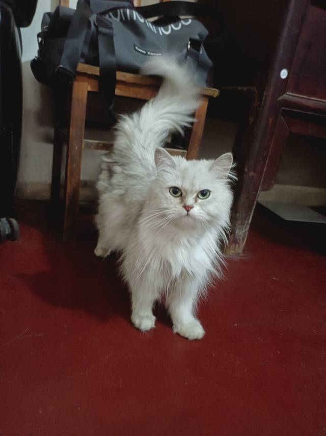 低价转卖