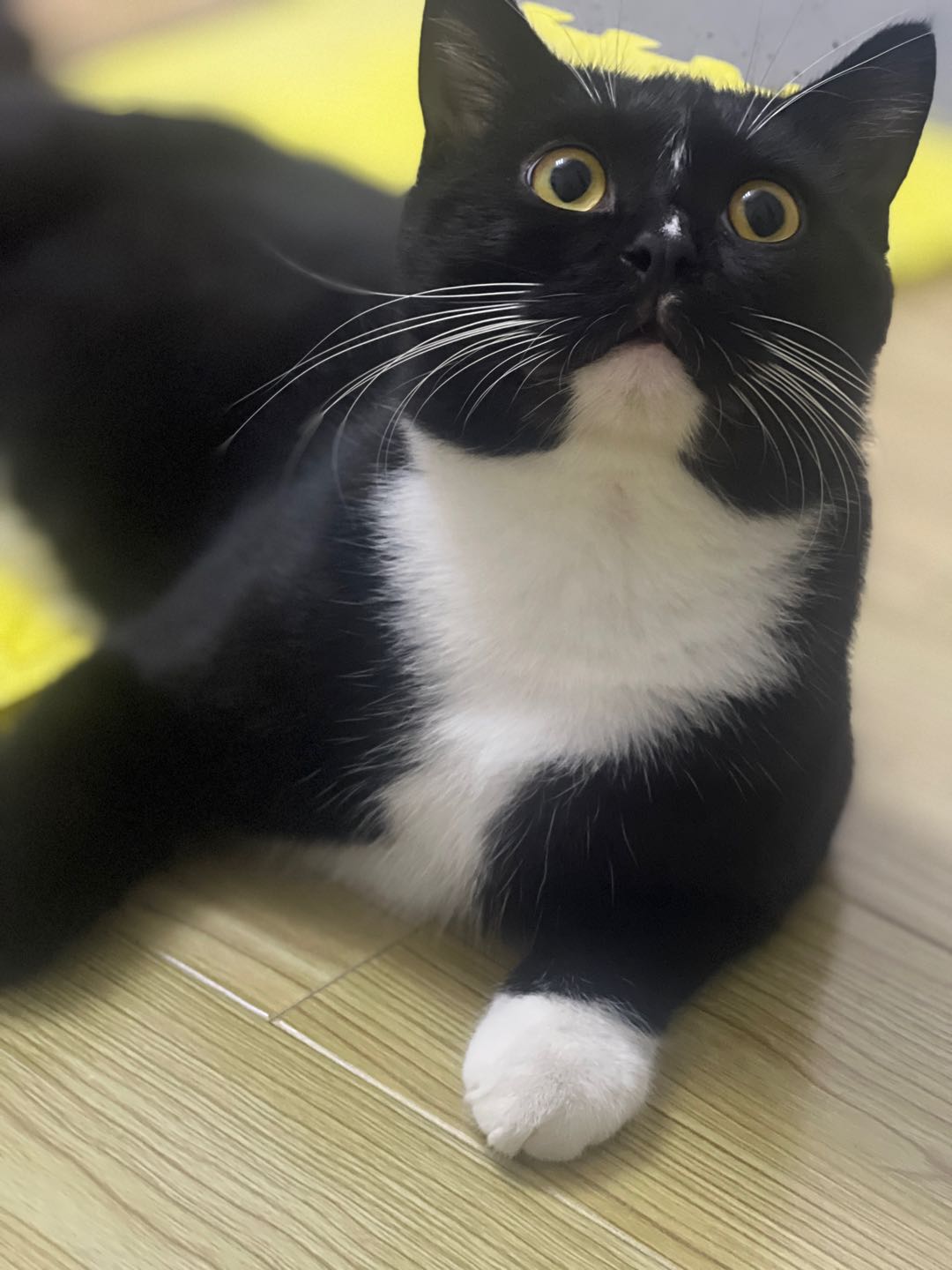 猫猫萌宠档案