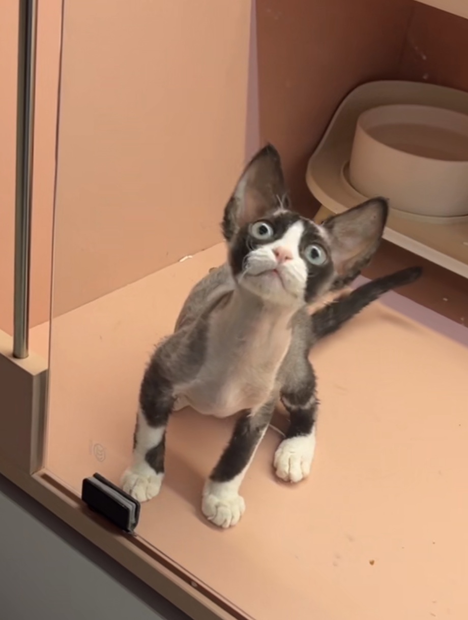 猫猫德文卷毛猫