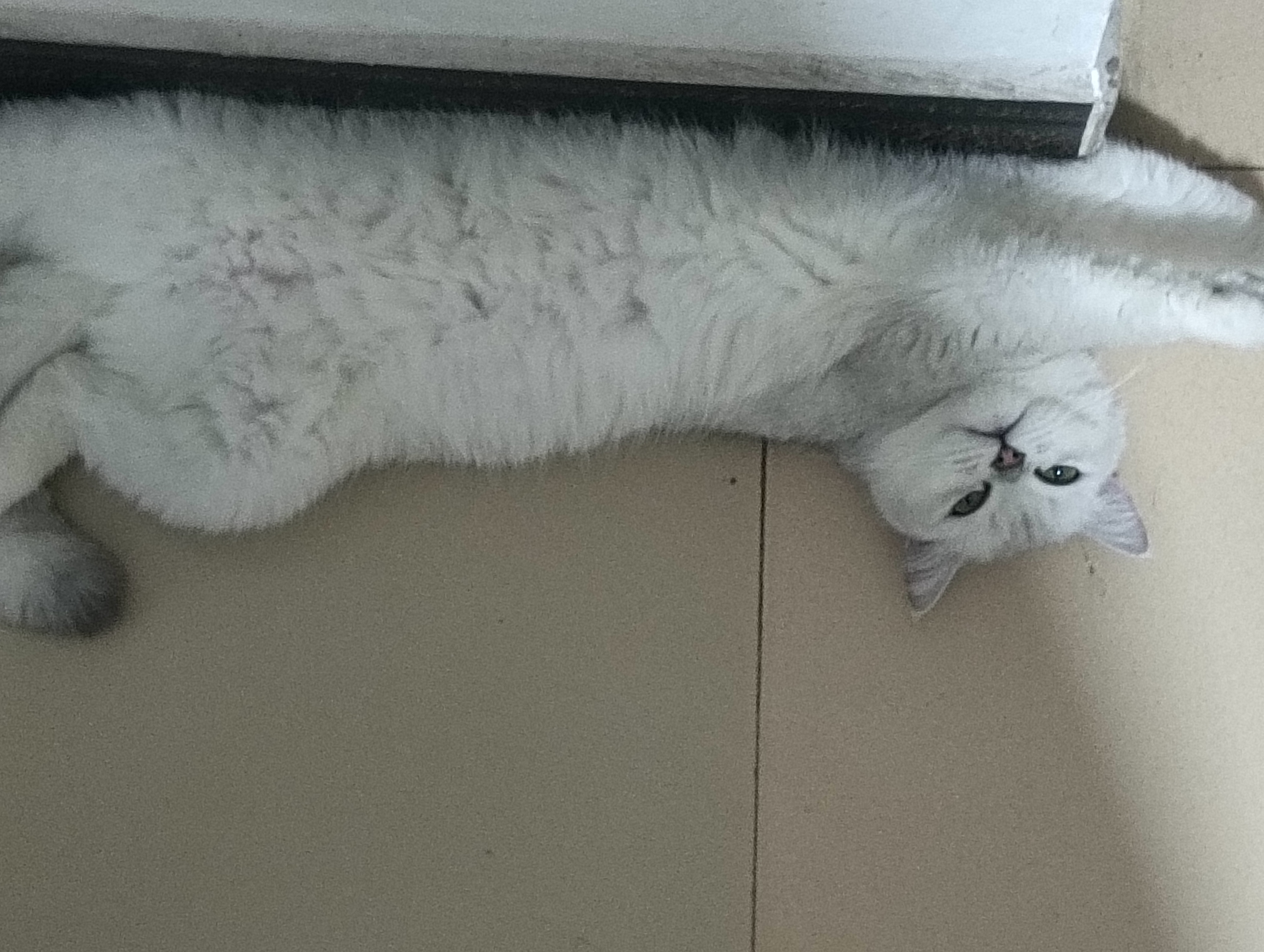 闲置详情