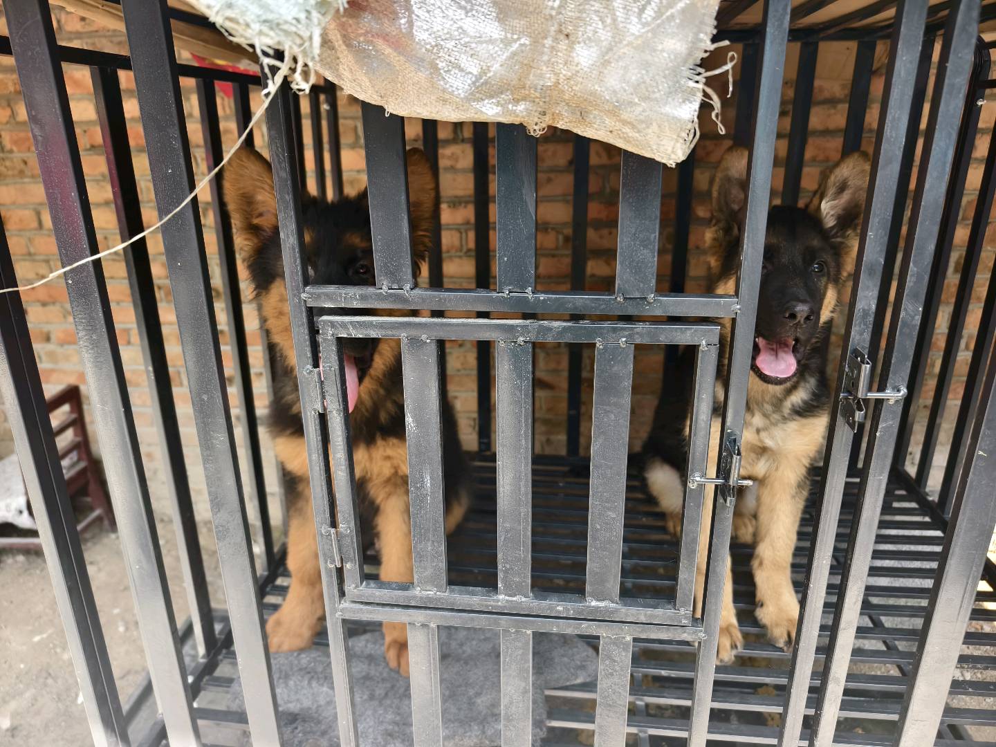 狗狗德国牧羊犬