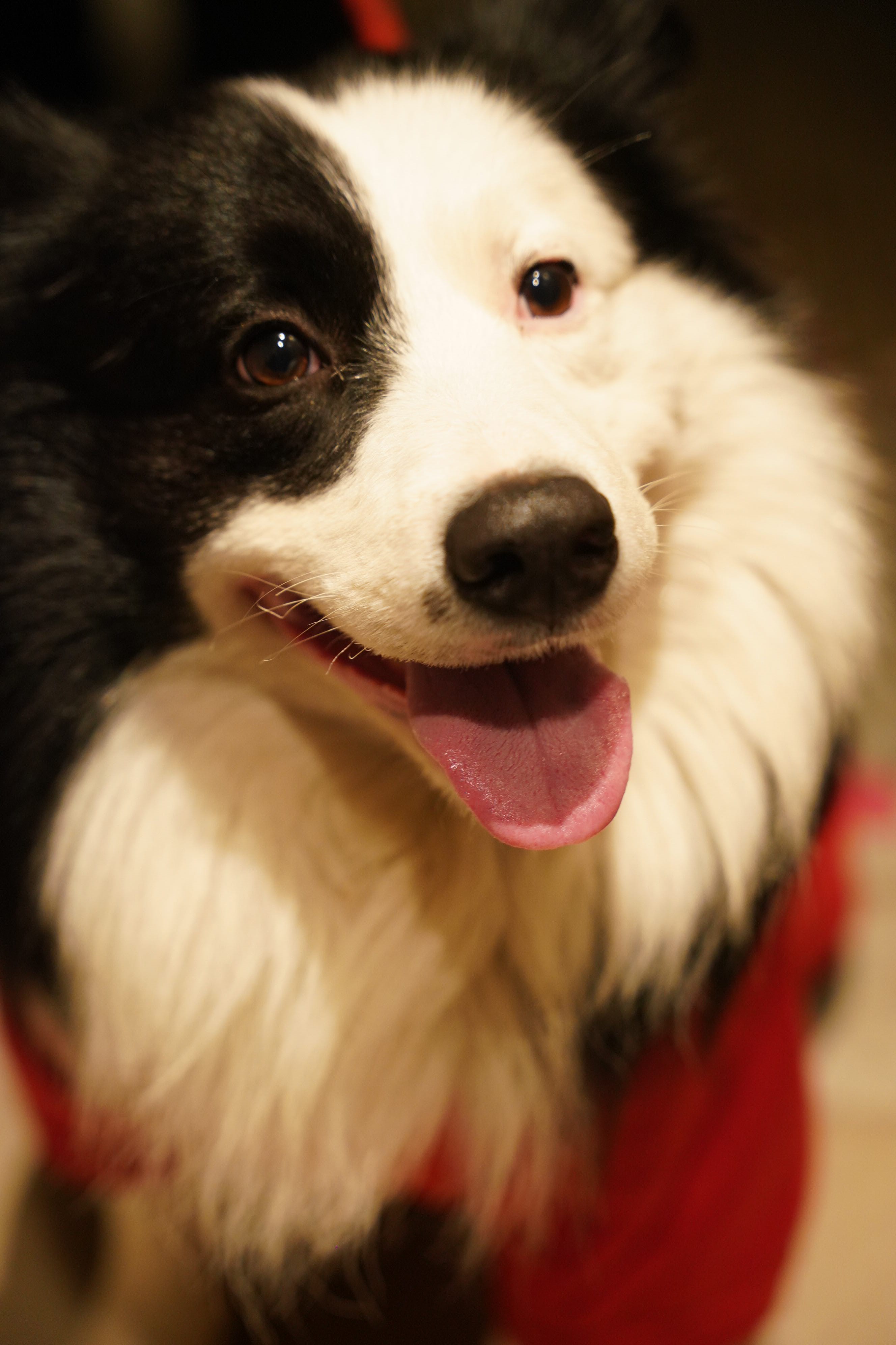 狗狗萌宠档案