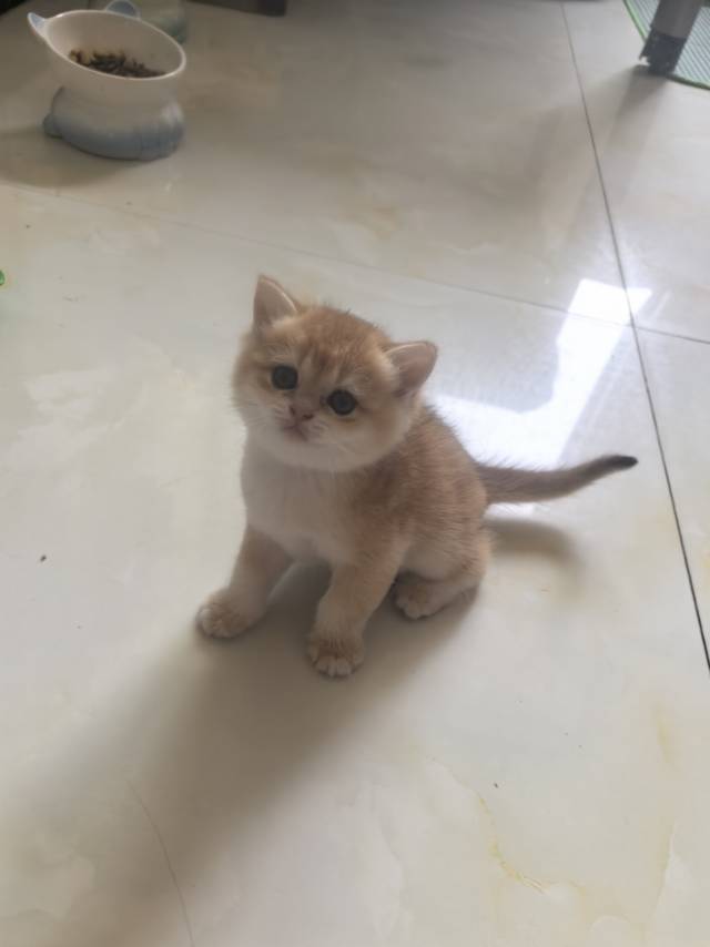 猫猫萌宠档案