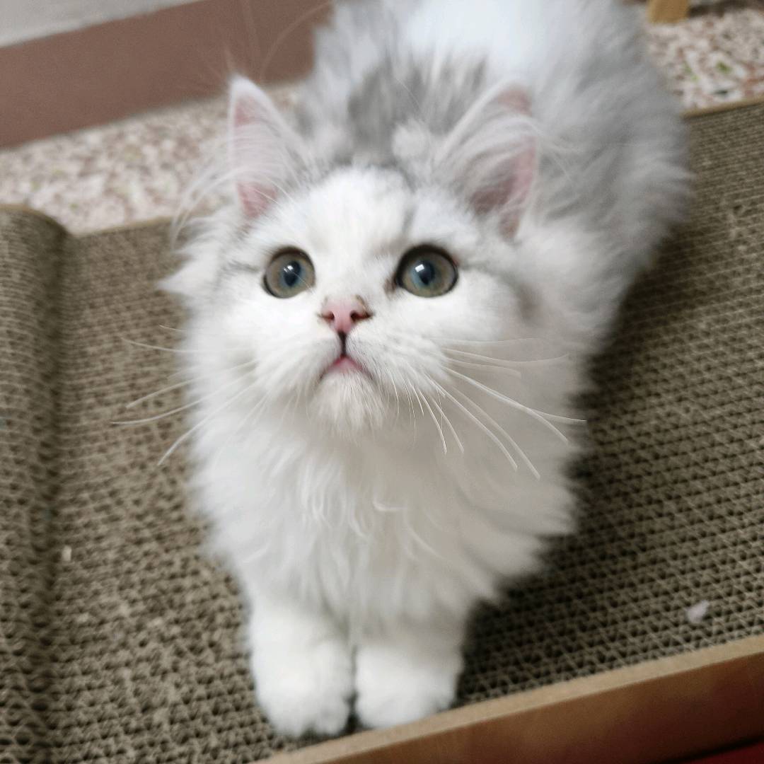 猫猫英国短毛猫
