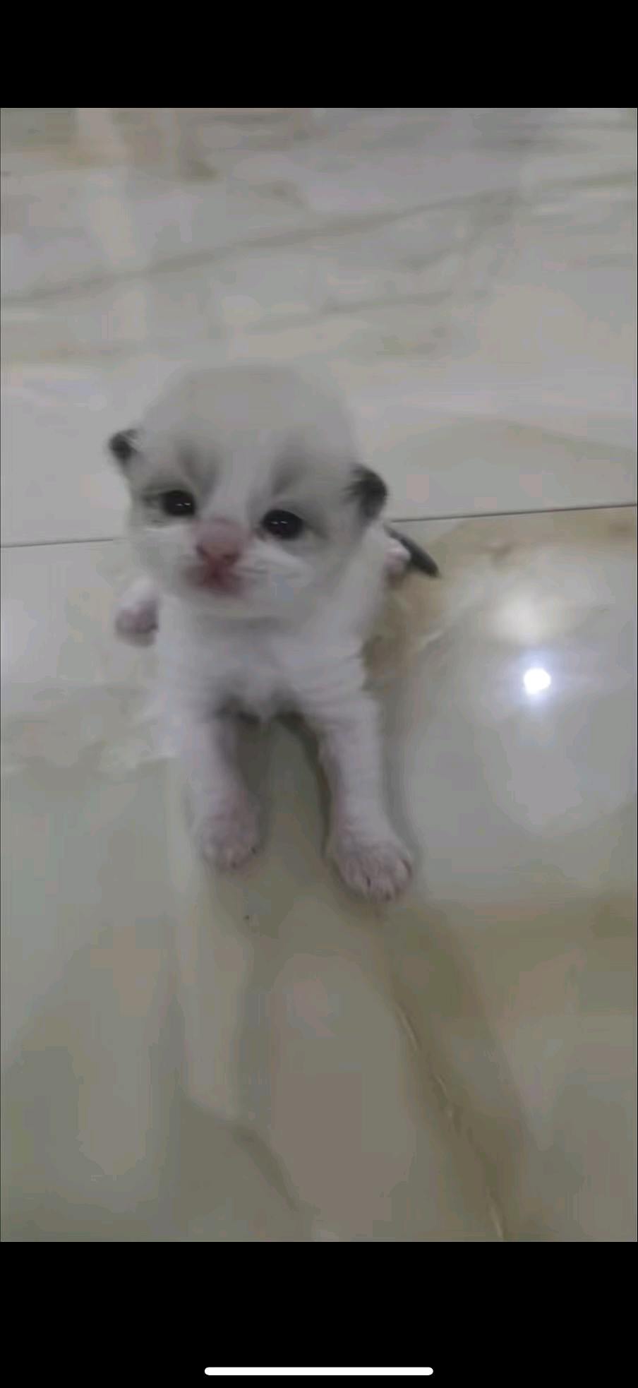 猫猫布偶猫