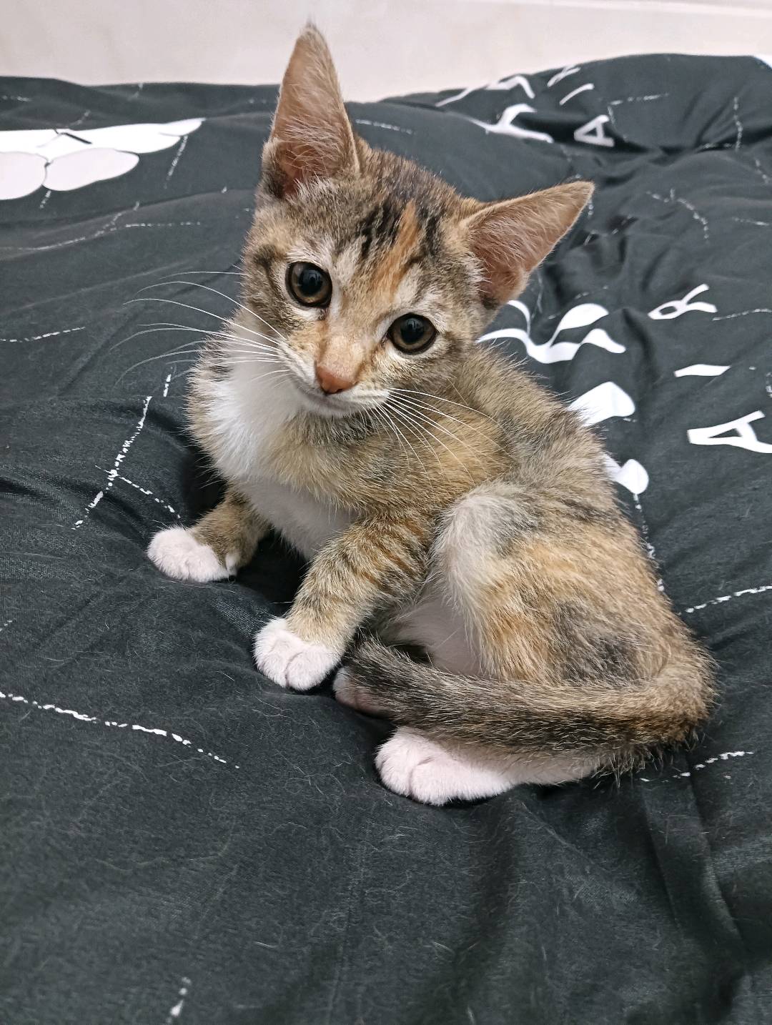猫猫其它