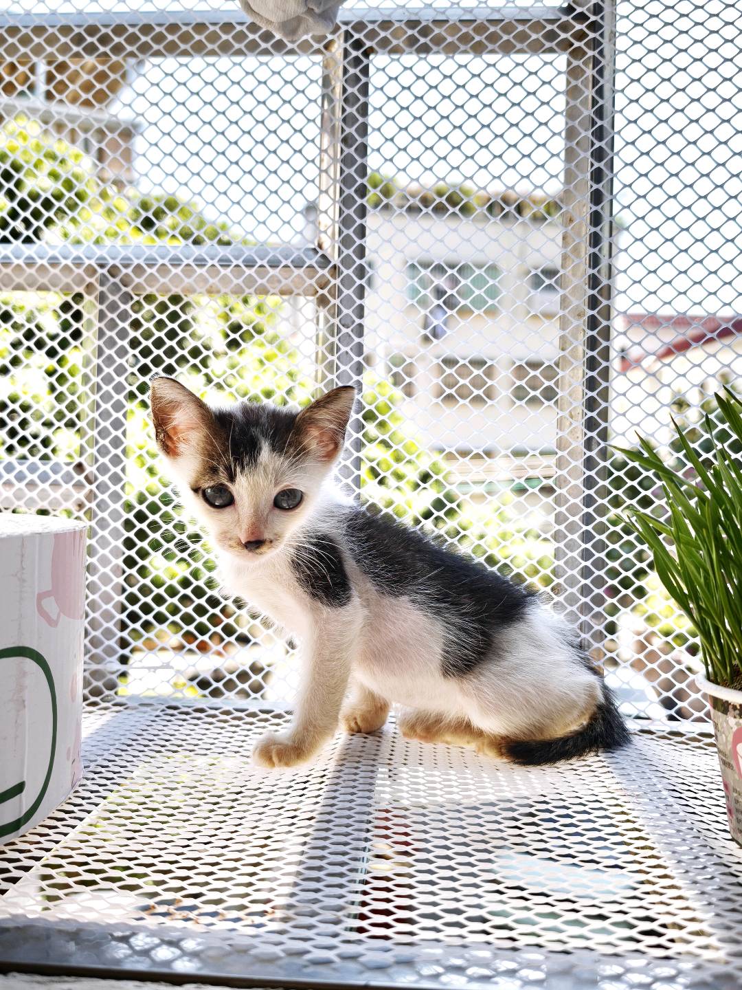 上班路上救助的一只小八嘎猫   会吃猫粮  会用猫砂 很亲人 不会乱叫  性格温顺