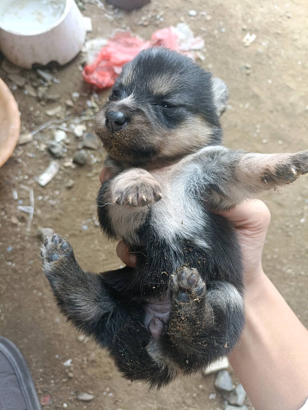 狗狗柯基犬