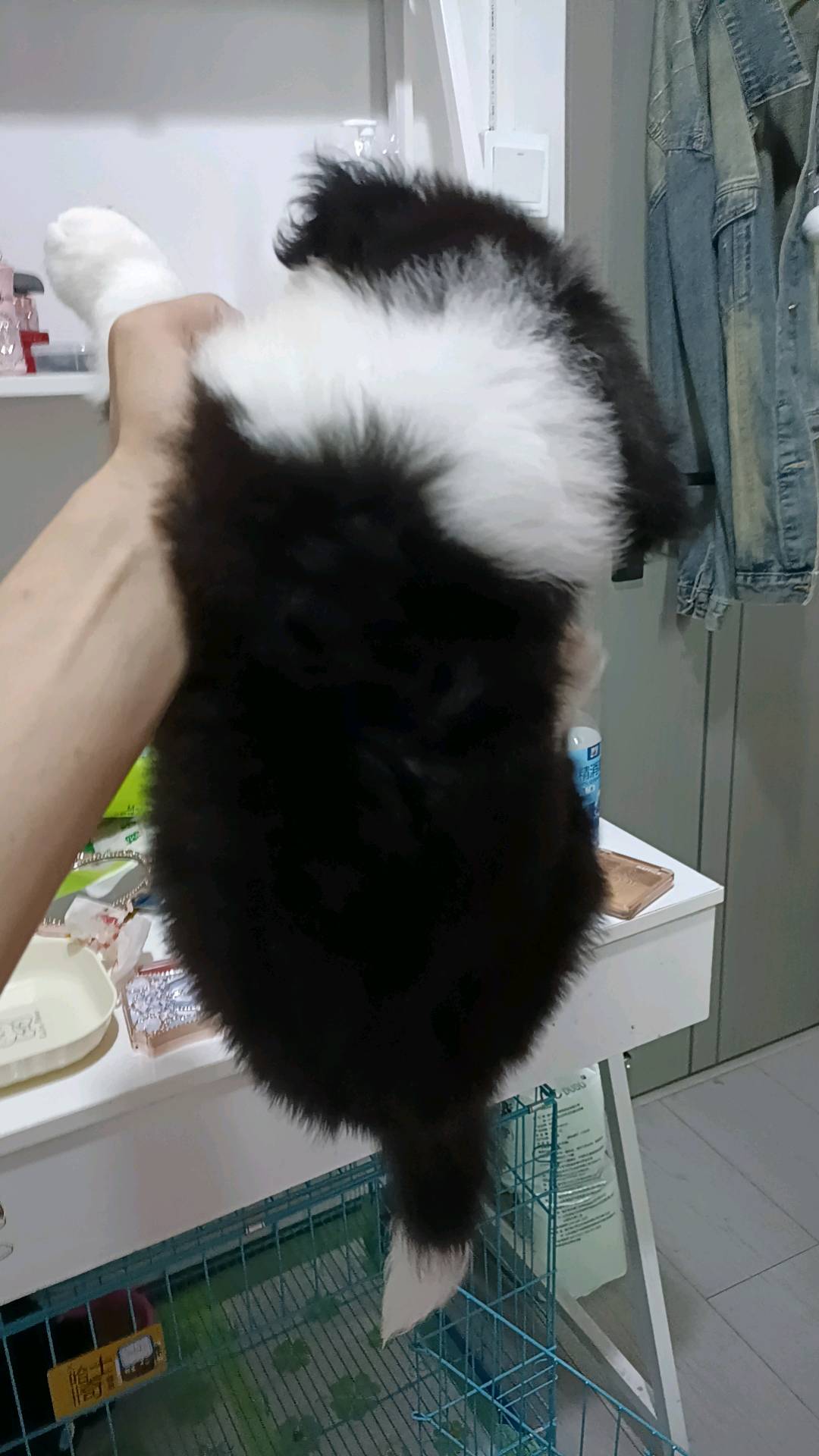 精品黑白边牧俩月大大的弟弟。七通三白，双蓝眼打了俩针疫苗。基本都知道市场宠物店是很少有这种的品相