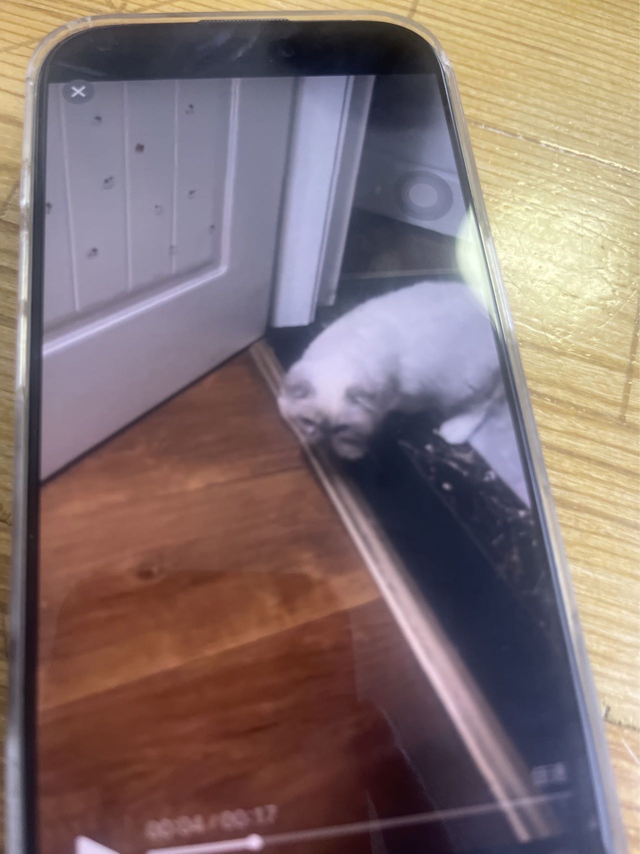 猫咪