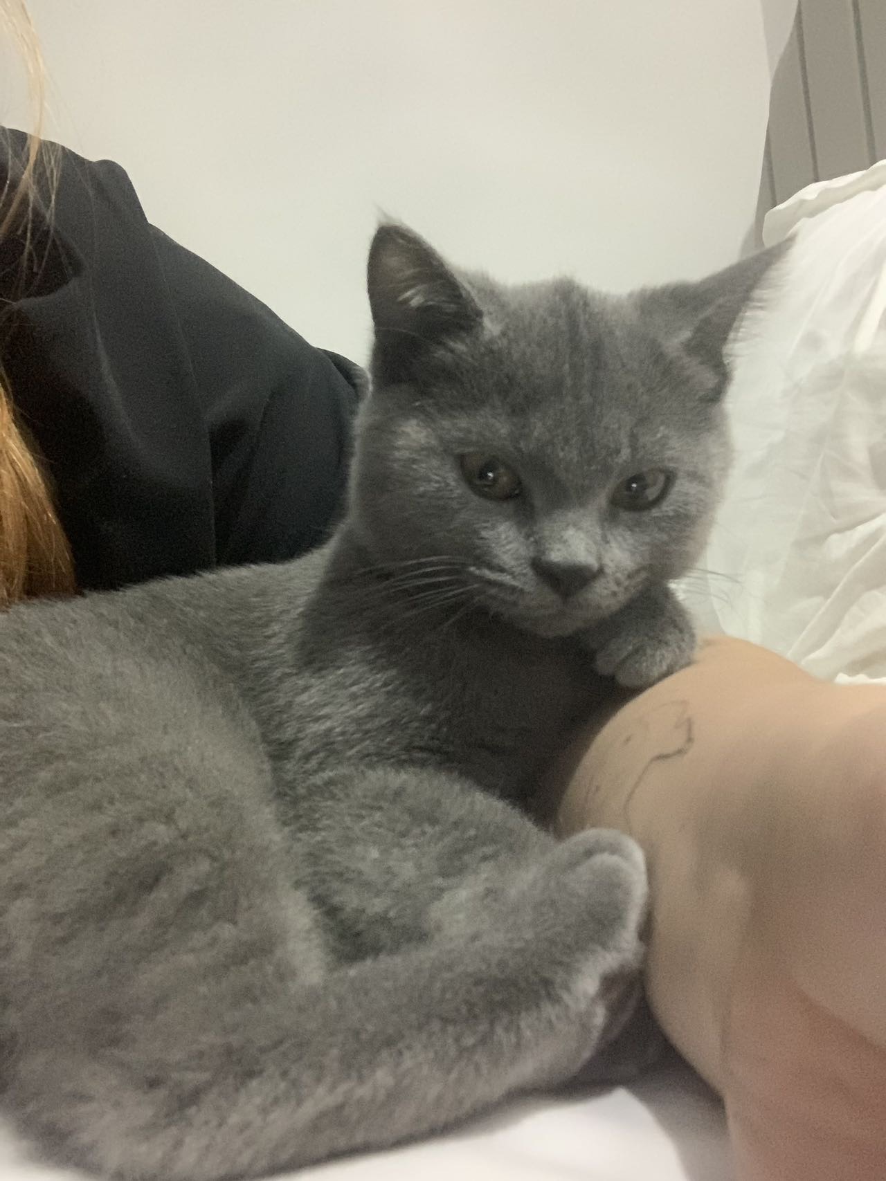 猫猫其它
