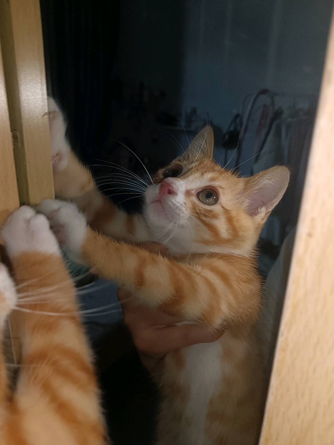 瑞安这边有没有想领养小猫的？5月份捡到这只小猫，养了一个多月，已经打理干净了，目前没有发现什么病症，小猫机灵活泼，因工作…