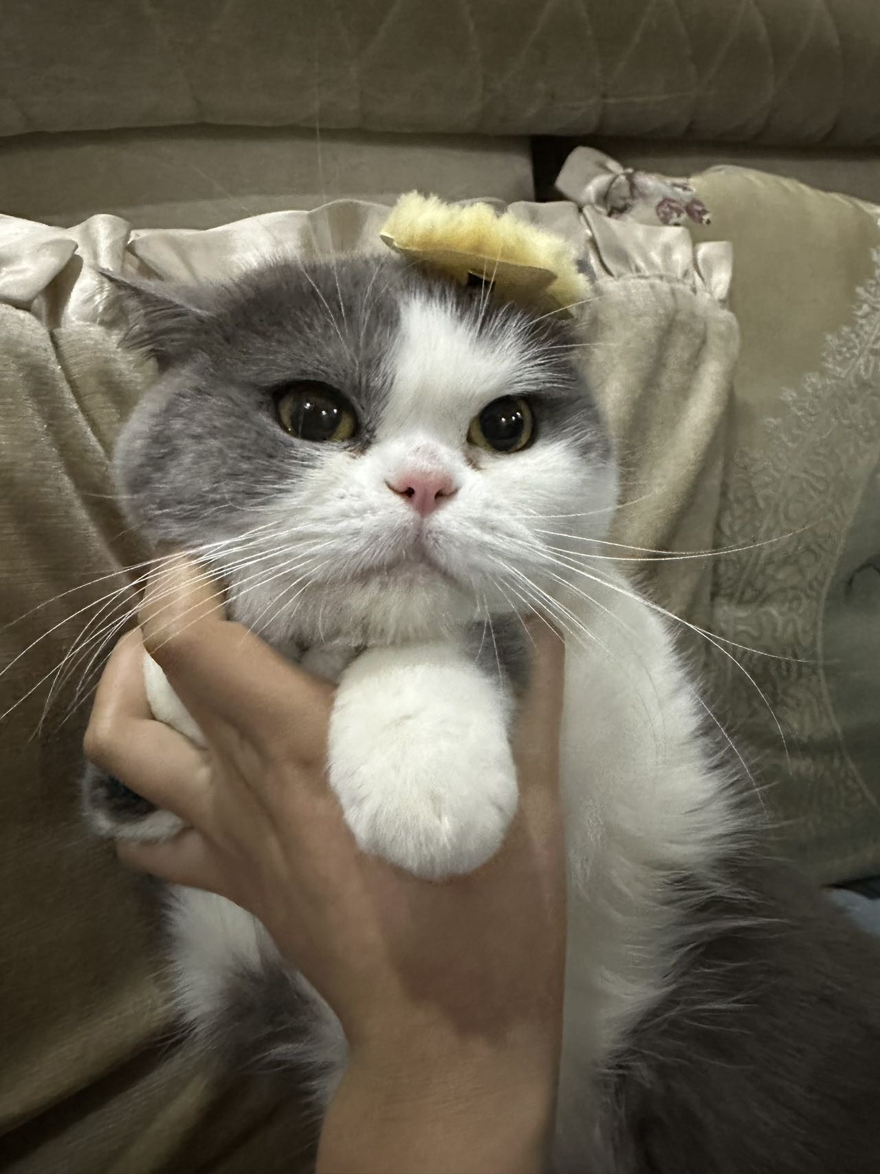 萌宠档案