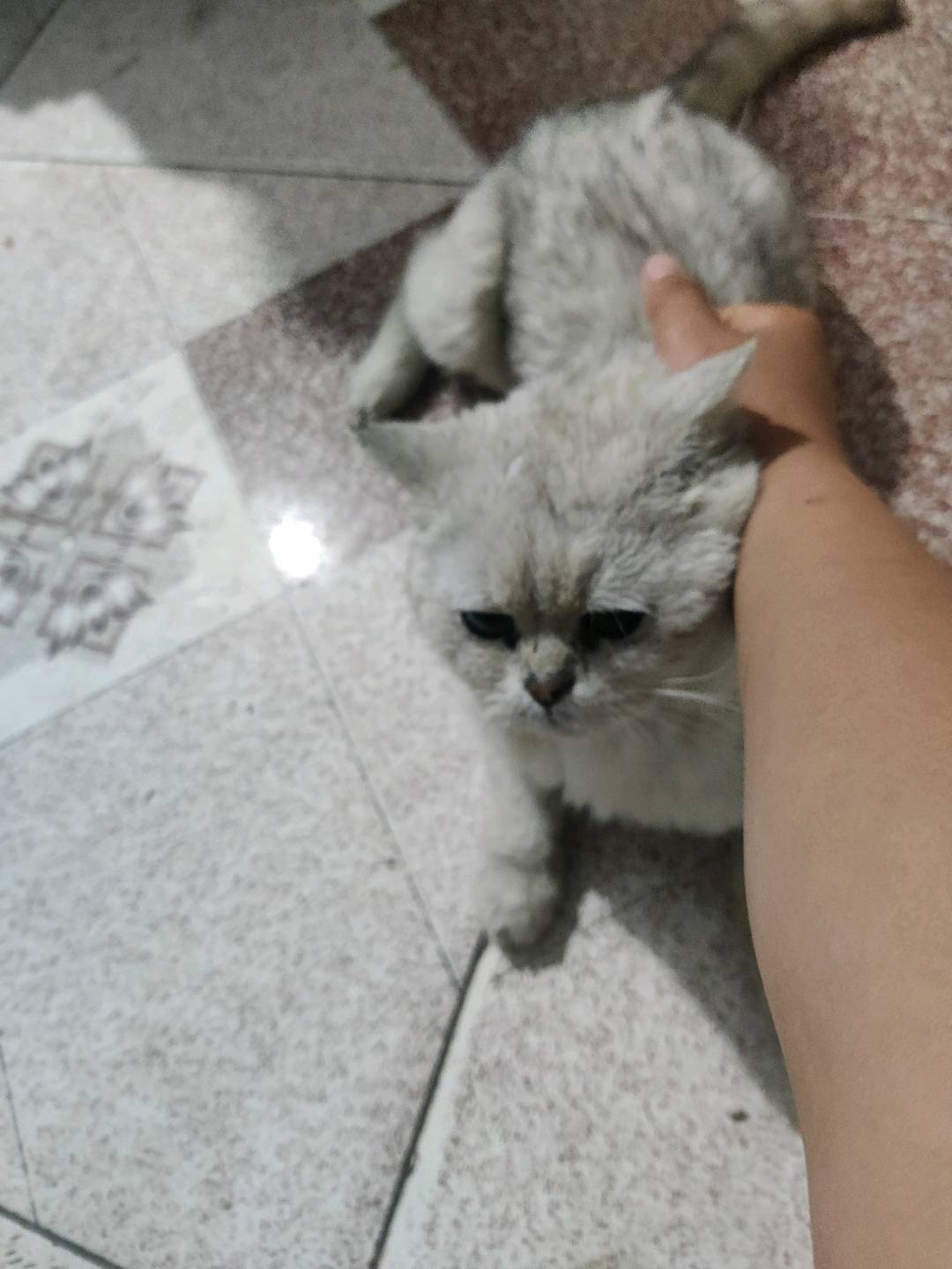 猫猫银渐层