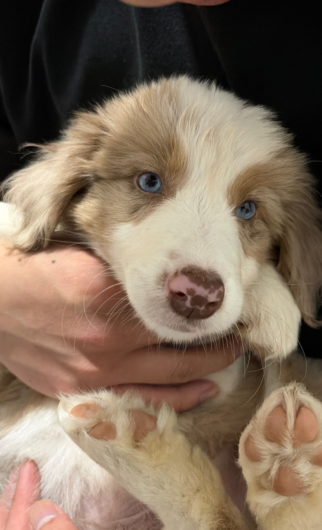 狗狗边境牧羊犬