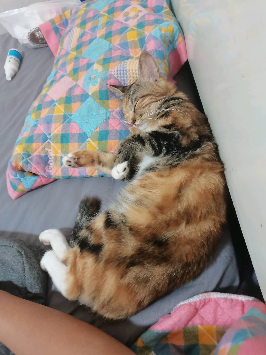 太原市小店区上门，喂养猫猫，3年养猫经验
