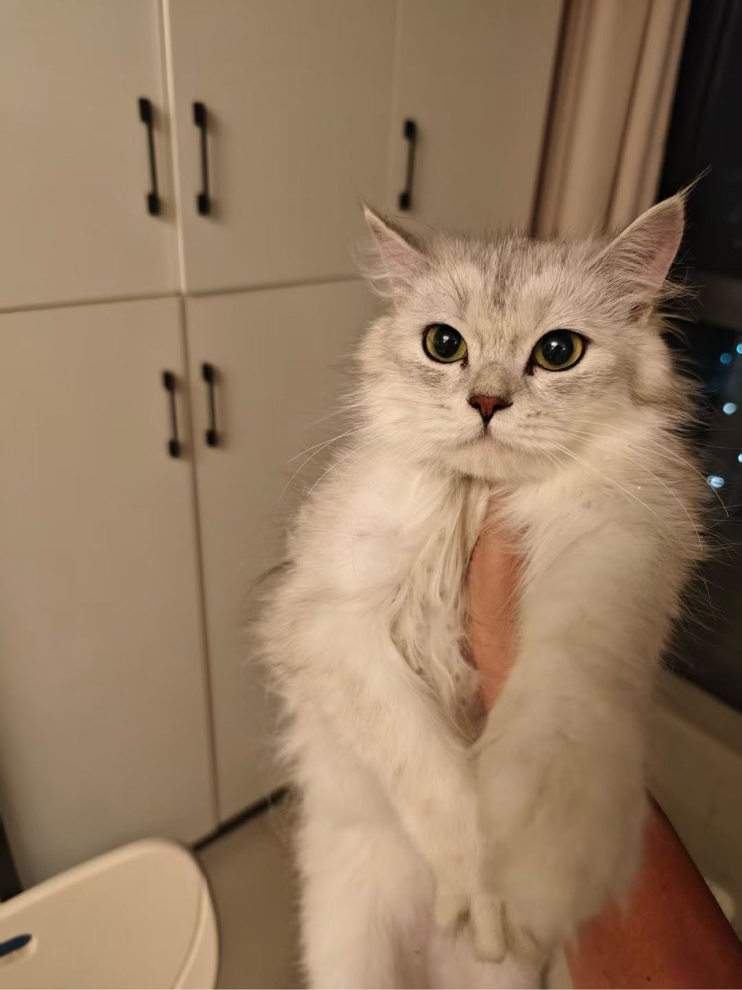 猫猫银渐层
