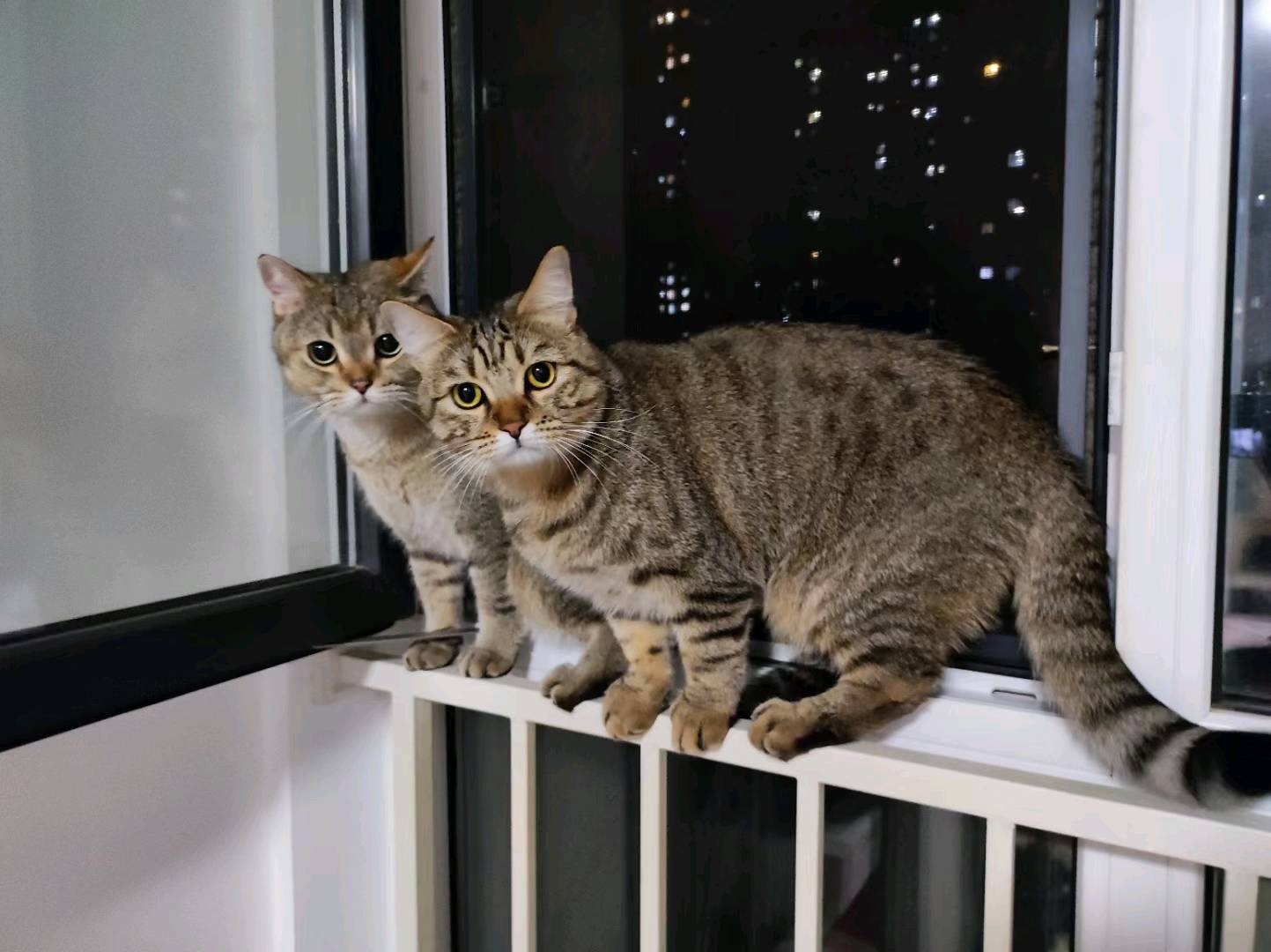 上门喂,上门喂猫
家里无狗,个人有点怕狗
个人情况:家里养两只猫,一只金渐层,公猫,*0**.5生;一只狸花猫,母猫,*0*0.5生。时间自由,最好提前一天预约