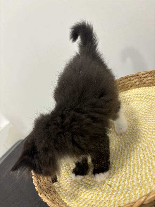 猫猫（英国短毛猫）
