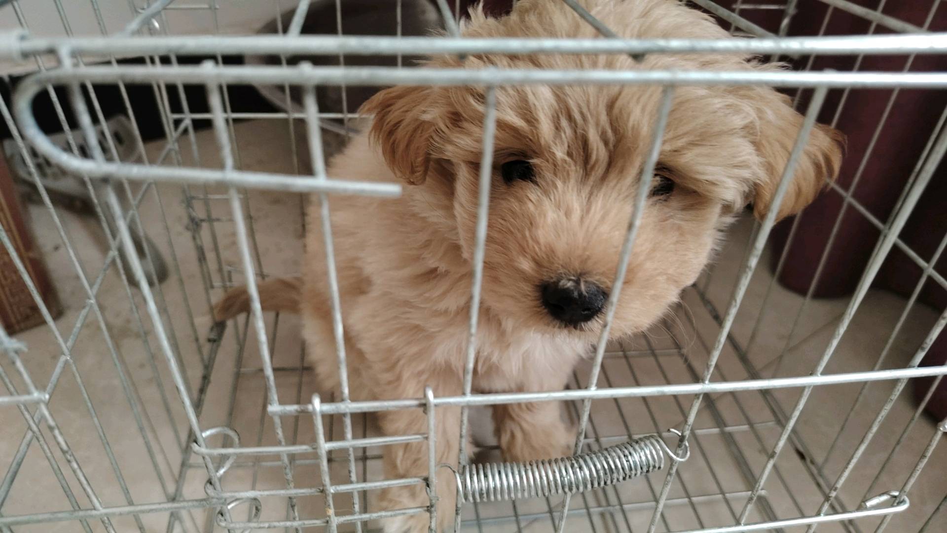 狗狗其它