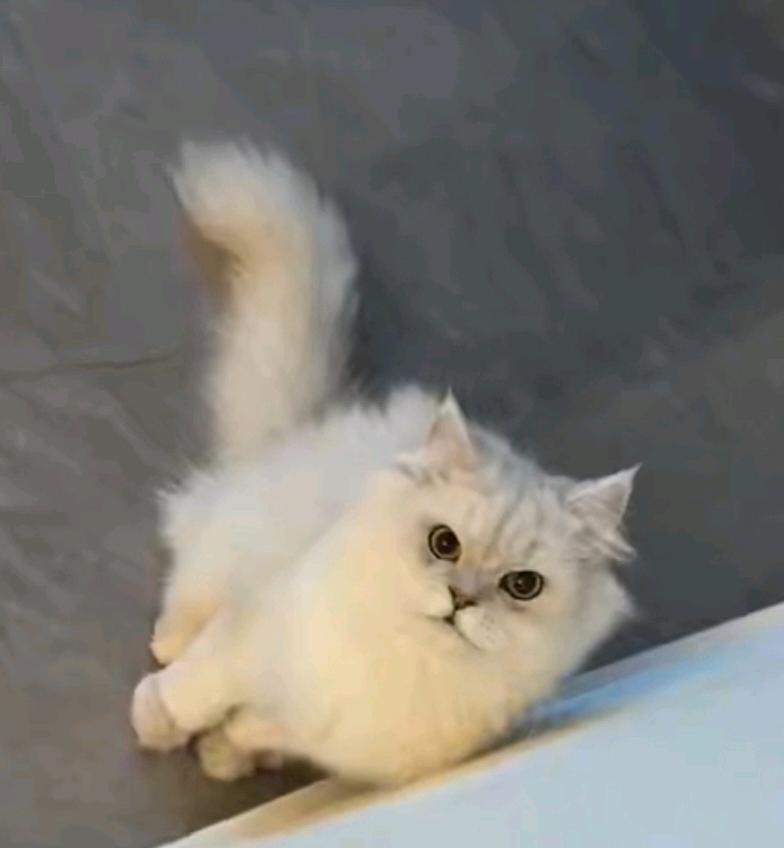 猫猫金吉拉猫