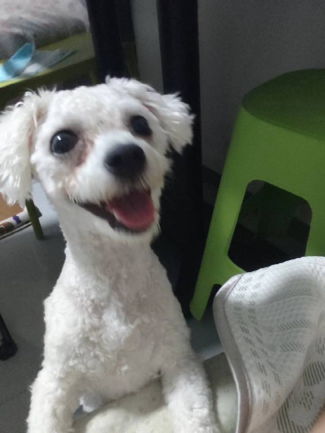 真诚的找领养，因家里人不支持养宠，让找人领养，狗笼 狗粮 链子 玩具 全送 （要真心想养的，他真的很乖，运动量不大，情绪…